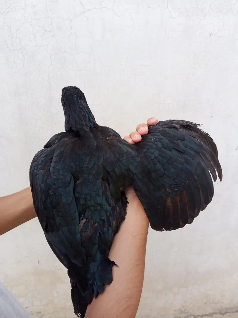 High quality miawali mushki lasani breeder female — photo 4