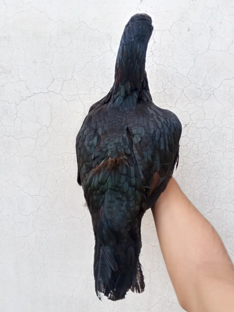 High quality miawali mushki lasani breeder female — photo 5