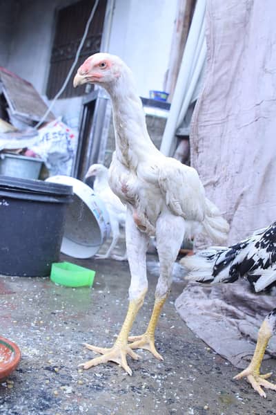top quality white shamo (heera shamo)