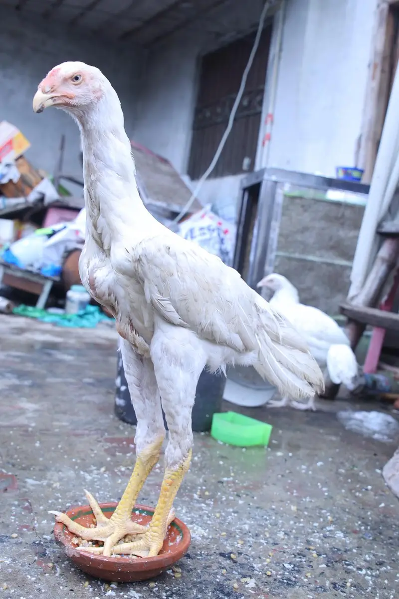 top quality white shamo (heera shamo) — photo 2