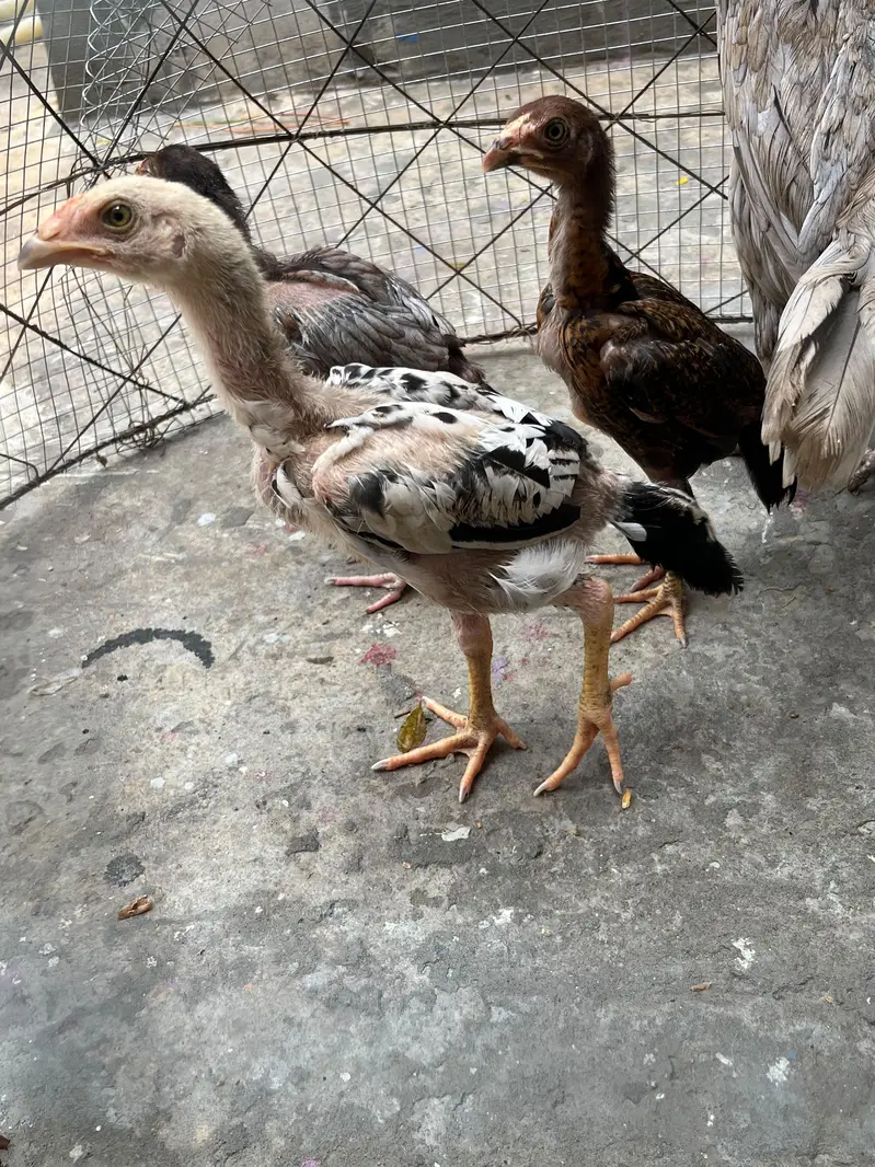 aseel murgi + bachay — photo 2