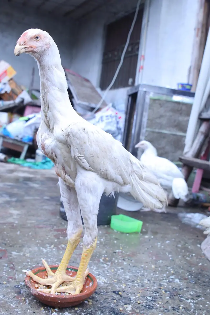 top quality white shamo (heera shamo) — photo 3