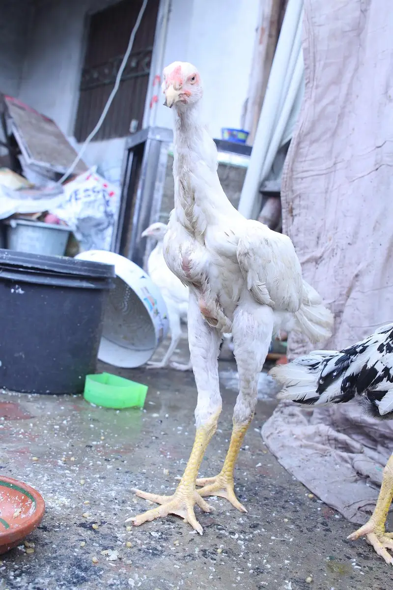 top quality white shamo (heera shamo) — photo 4