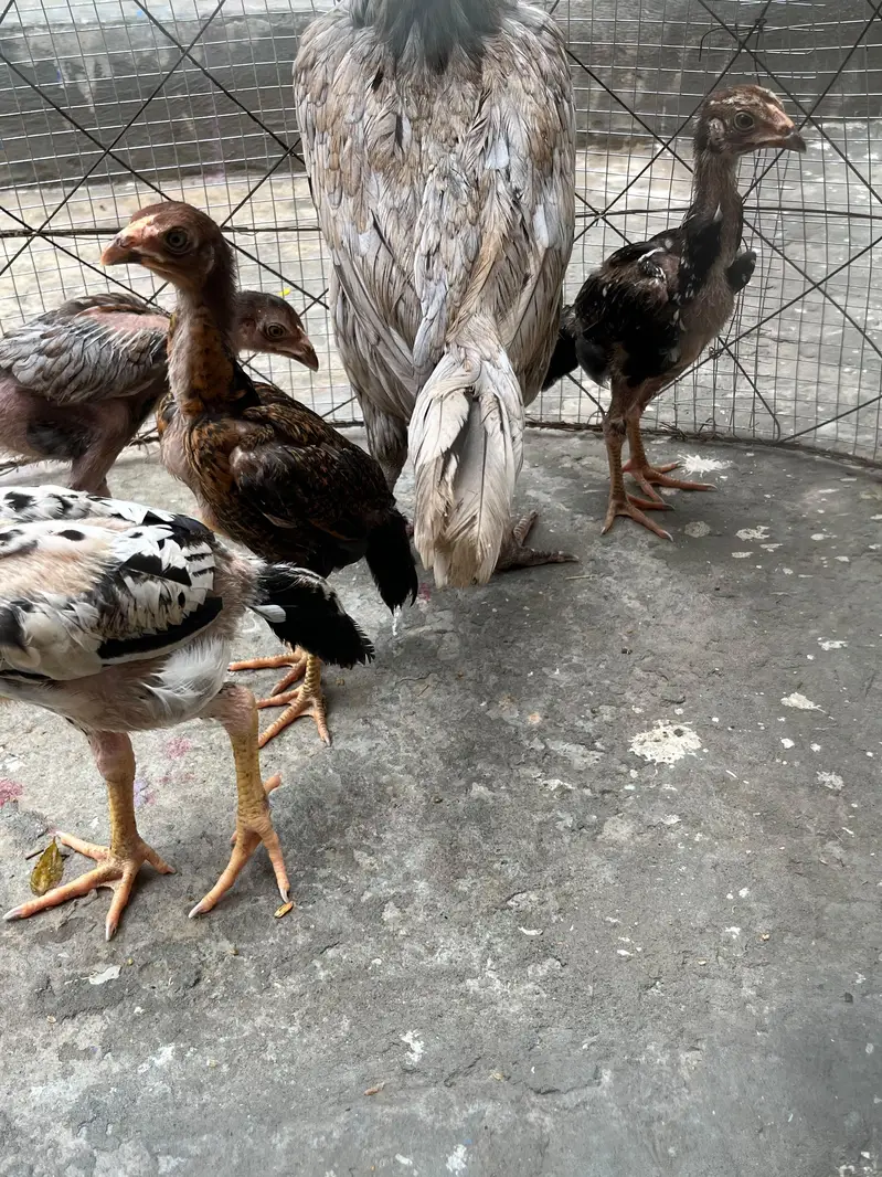 aseel murgi + bachay — photo 4