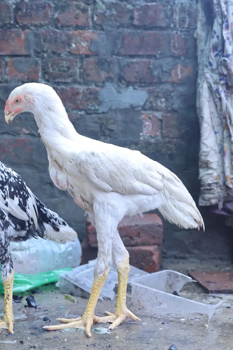 top quality white shamo (heera shamo) — photo 5