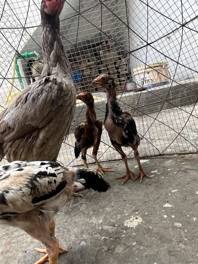 aseel murgi + bachay — photo 5