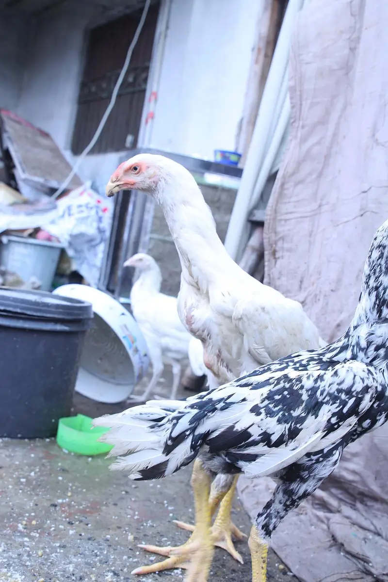 top quality white shamo (heera shamo) — photo 6