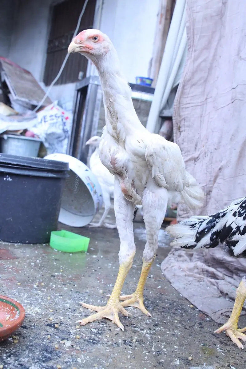 top quality white shamo (heera shamo) — photo 7