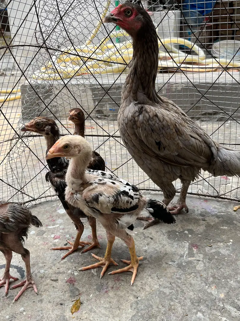 aseel murgi + bachay — photo 7