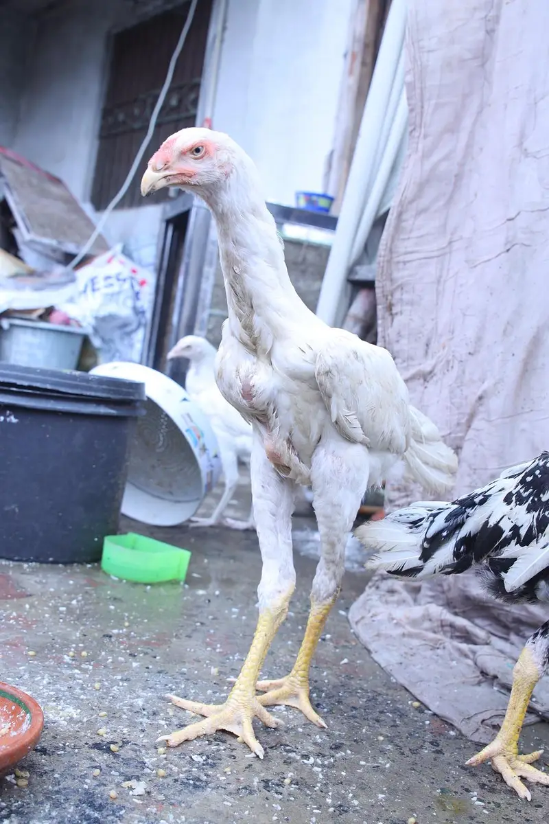 top quality white shamo (heera shamo) — photo 8