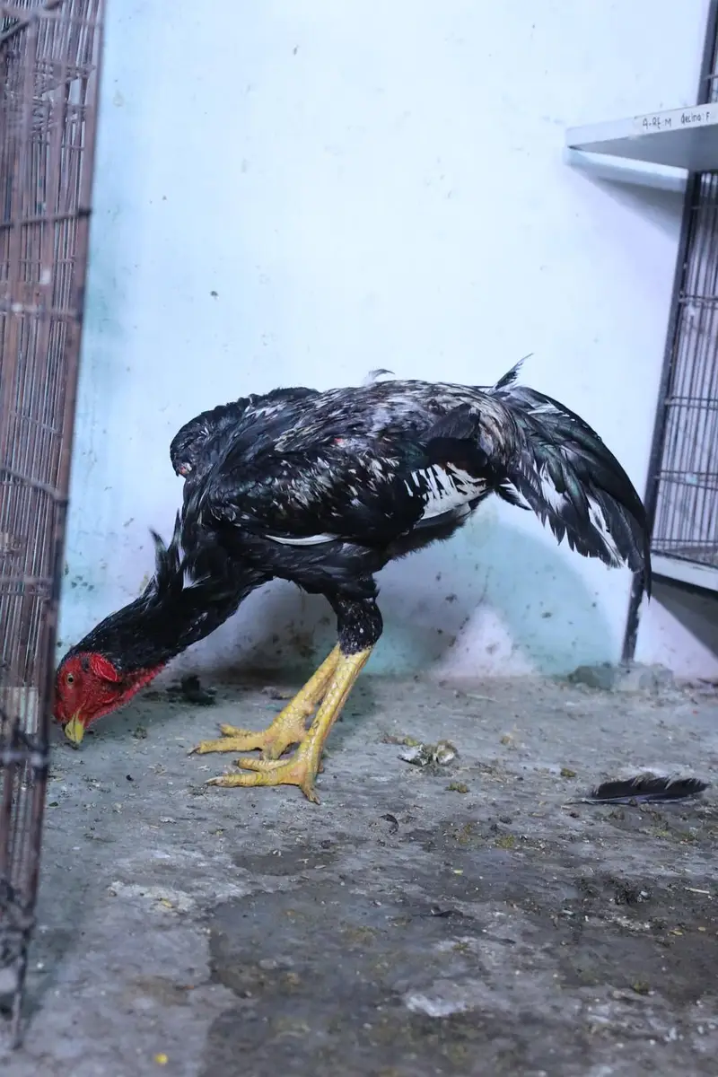 top quality white shamo (heera shamo) — photo 9