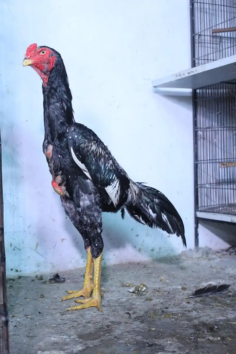 top quality white shamo (heera shamo) — photo 10