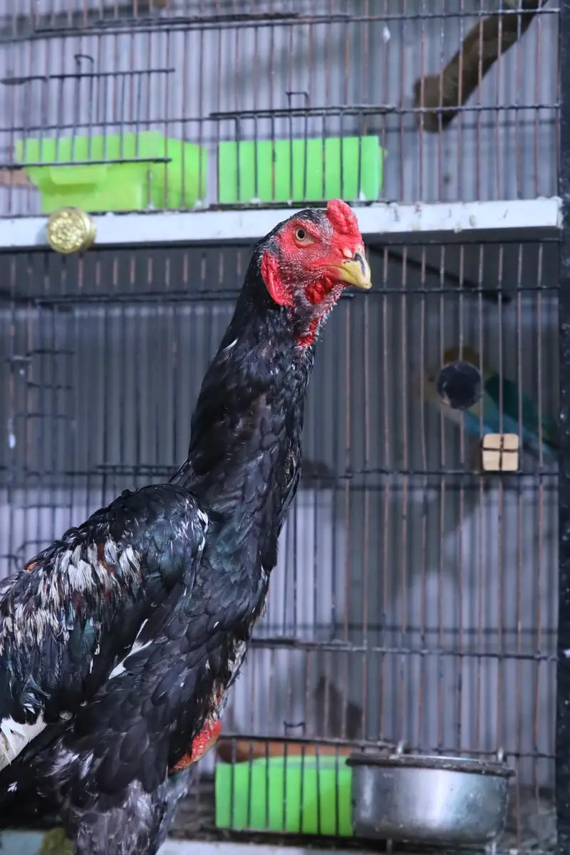 top quality white shamo (heera shamo) — photo 11
