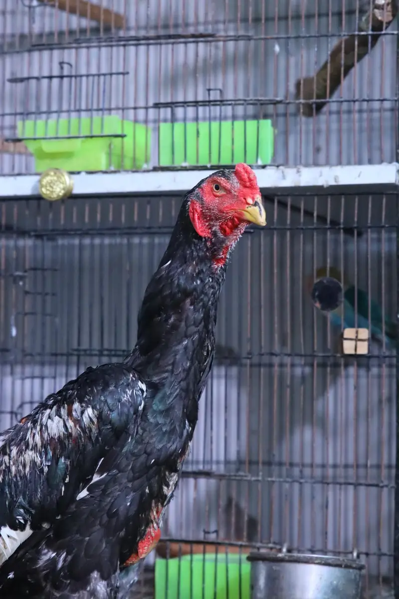 top quality white shamo (heera shamo) — photo 12