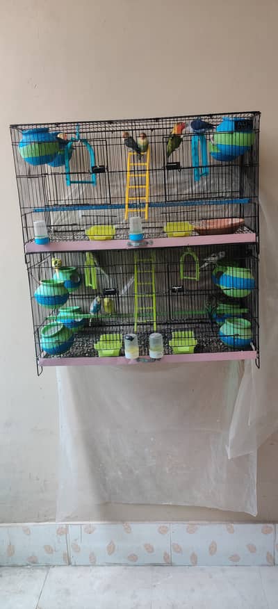 Love birds and Budgies with Cage