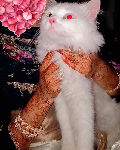 Persian cat for sale