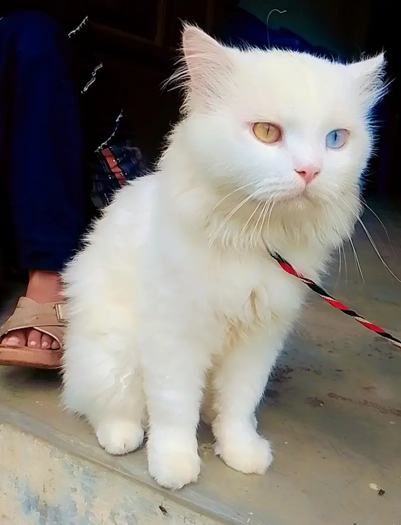 Persian cat for sale — photo 2