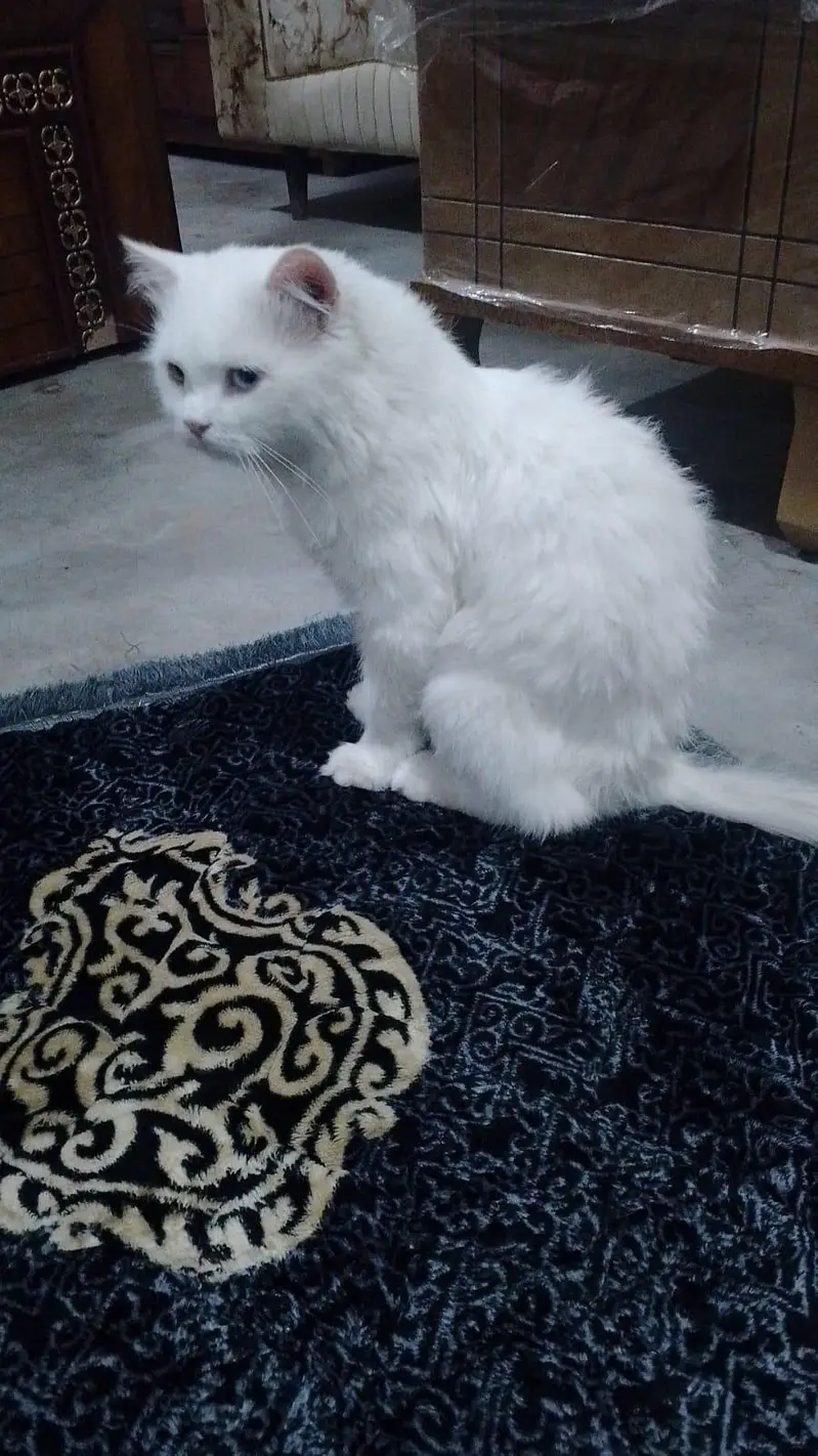 Persian cat for sale — photo 3