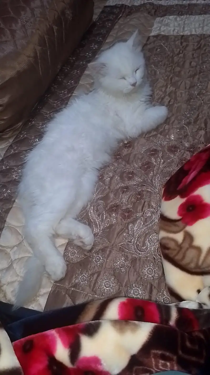 Persian cat for sale — photo 4