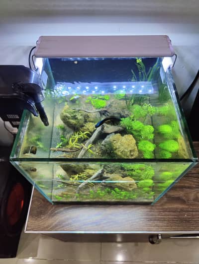 planted aquarium