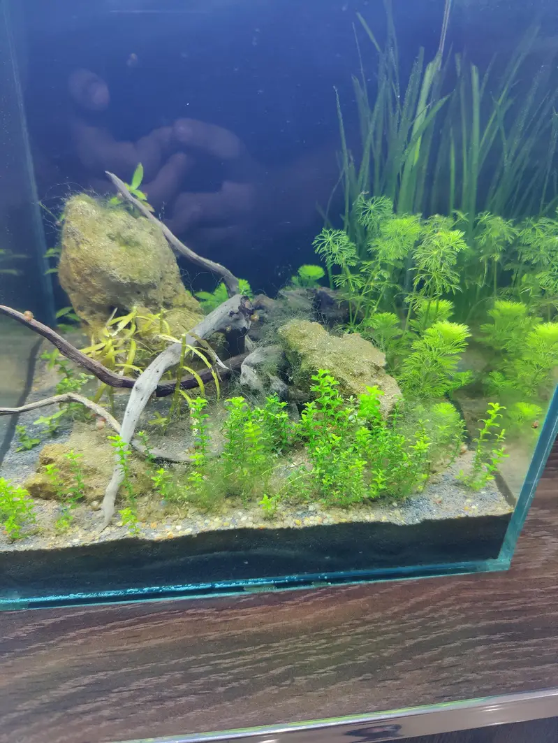 planted aquarium — photo 4