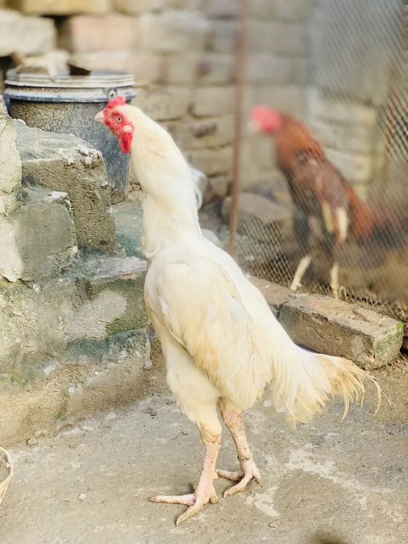 white pari ha — photo 4