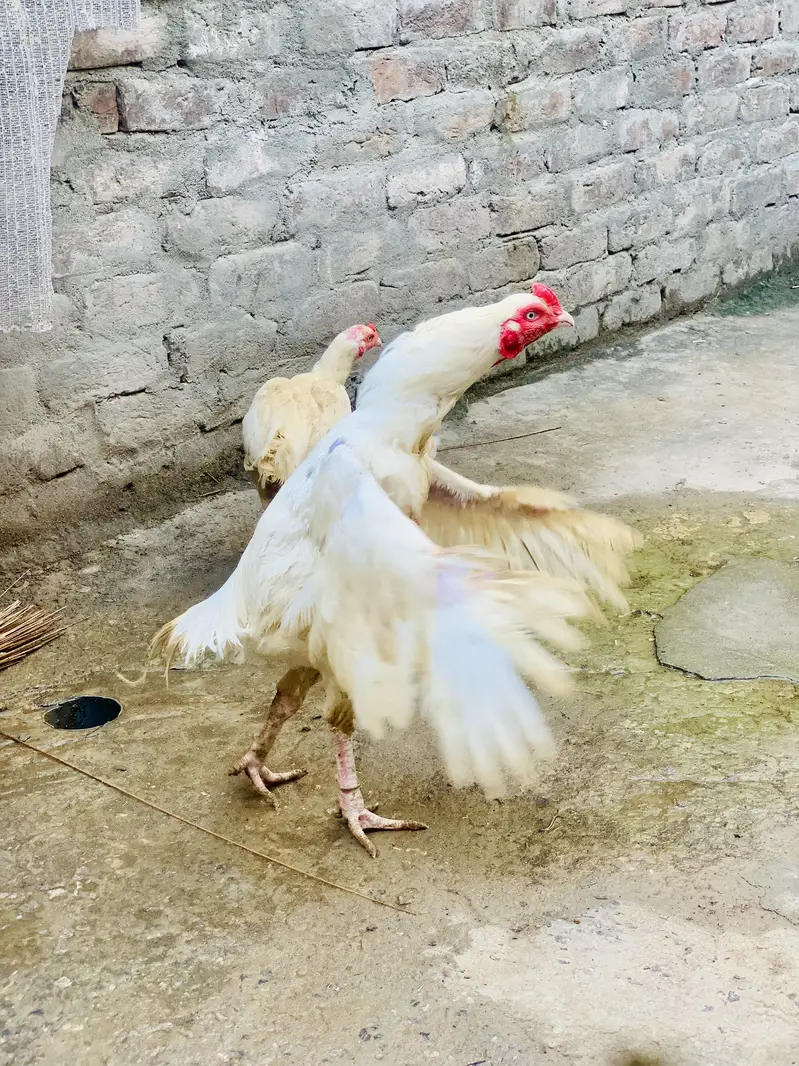 white pari ha — photo 6