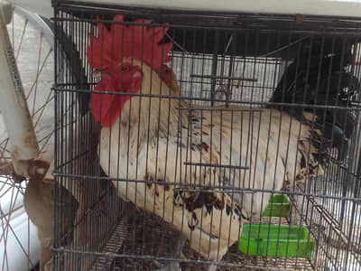 1 hens and 2 chicken