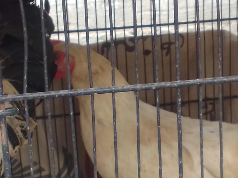 1 hens and 2 chicken — photo 2