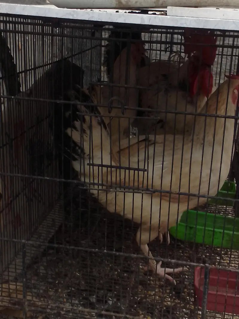 1 hens and 2 chicken — photo 3