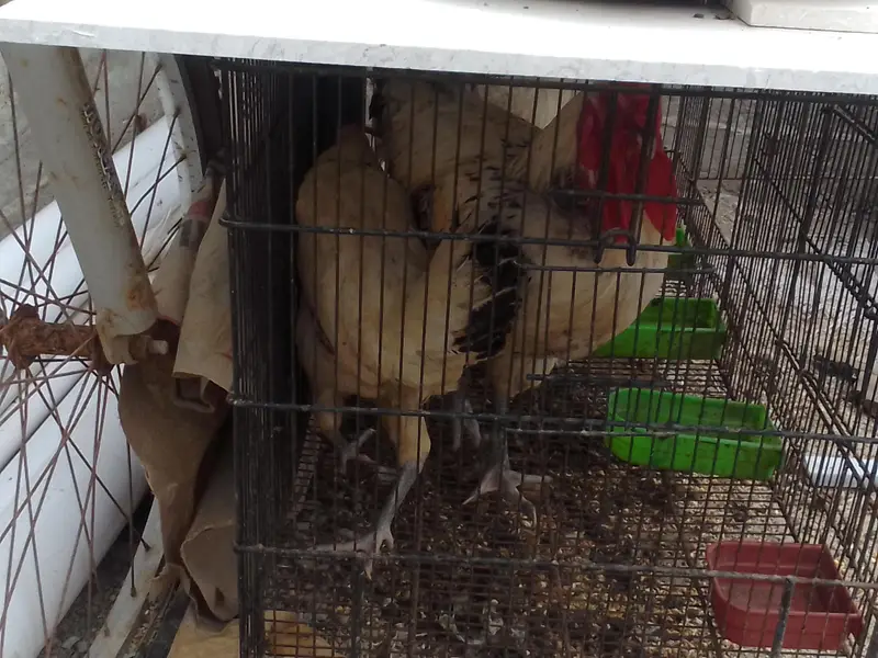 1 hens and 2 chicken — photo 4