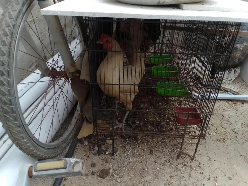 1 hens and 2 chicken — photo 5
