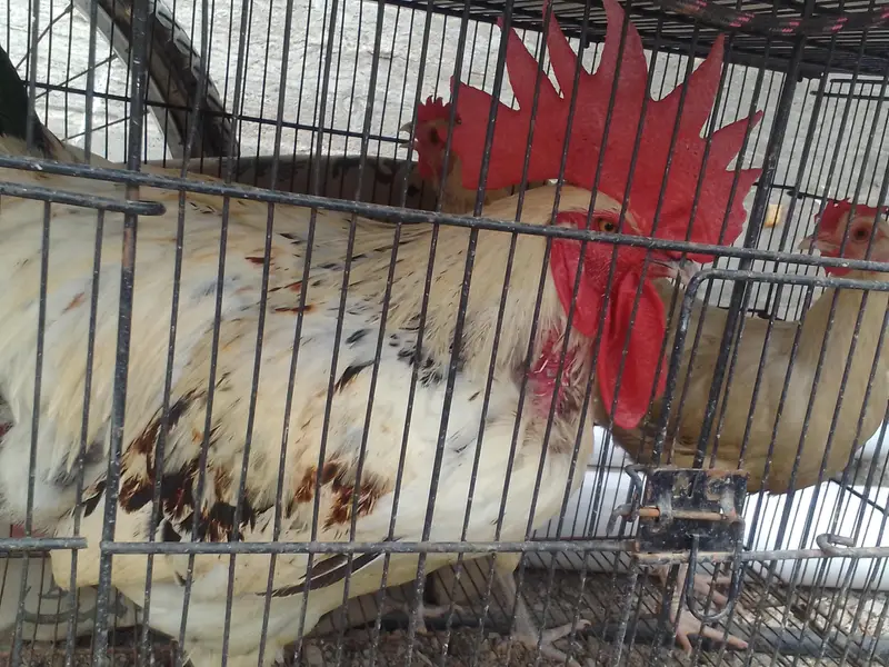 1 hens and 2 chicken — photo 6