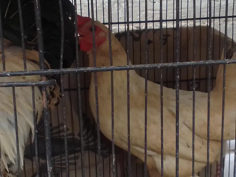 1 hens and 2 chicken — photo 7