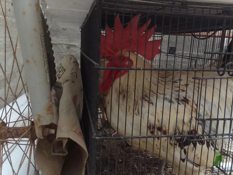 1 hens and 2 chicken — photo 8