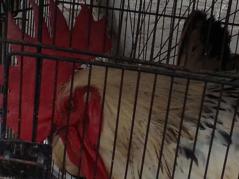 1 hens and 2 chicken — photo 9