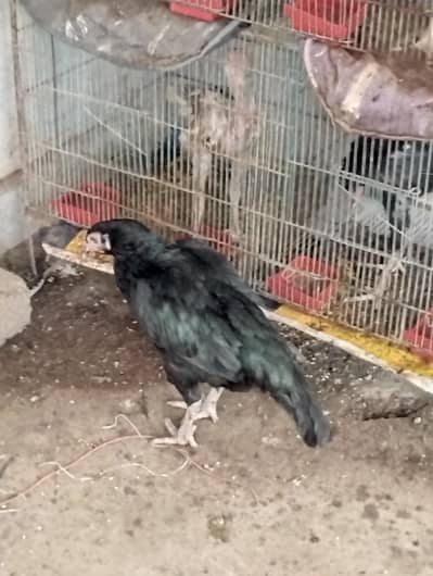 Aseel Hens