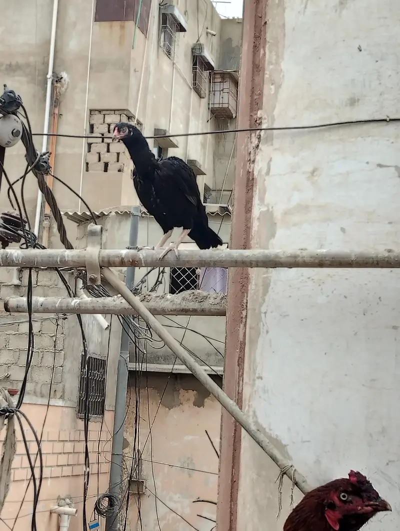Aseel Hens — photo 2
