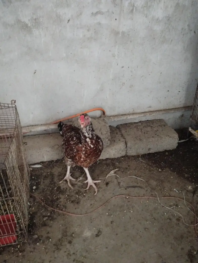 Aseel Hens — photo 3