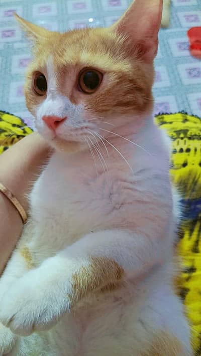 Persian cat or kitten