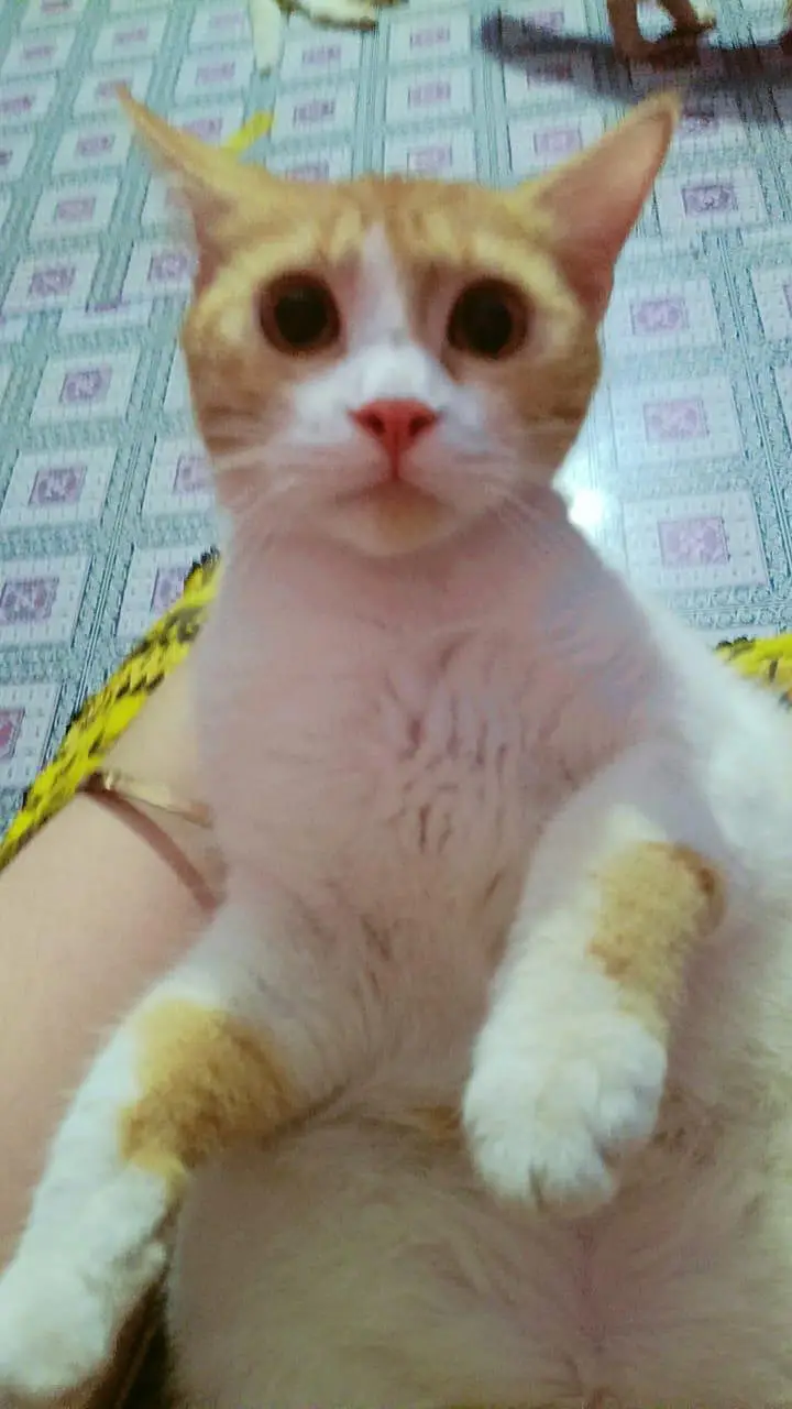 Persian cat or kitten — photo 2