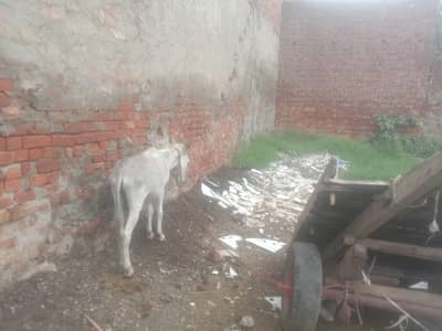gadha reri big reri tyer good condition