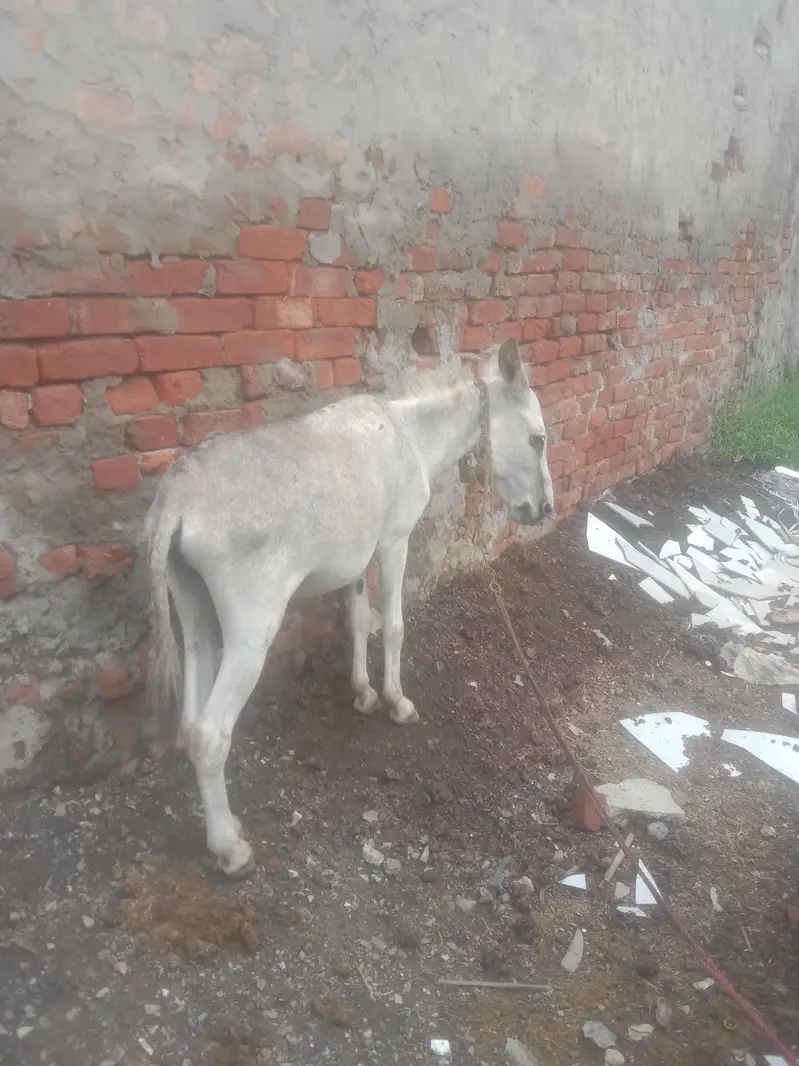 gadha reri big reri tyer good condition — photo 6