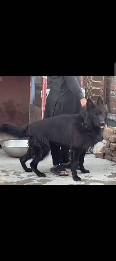 German Shepherd