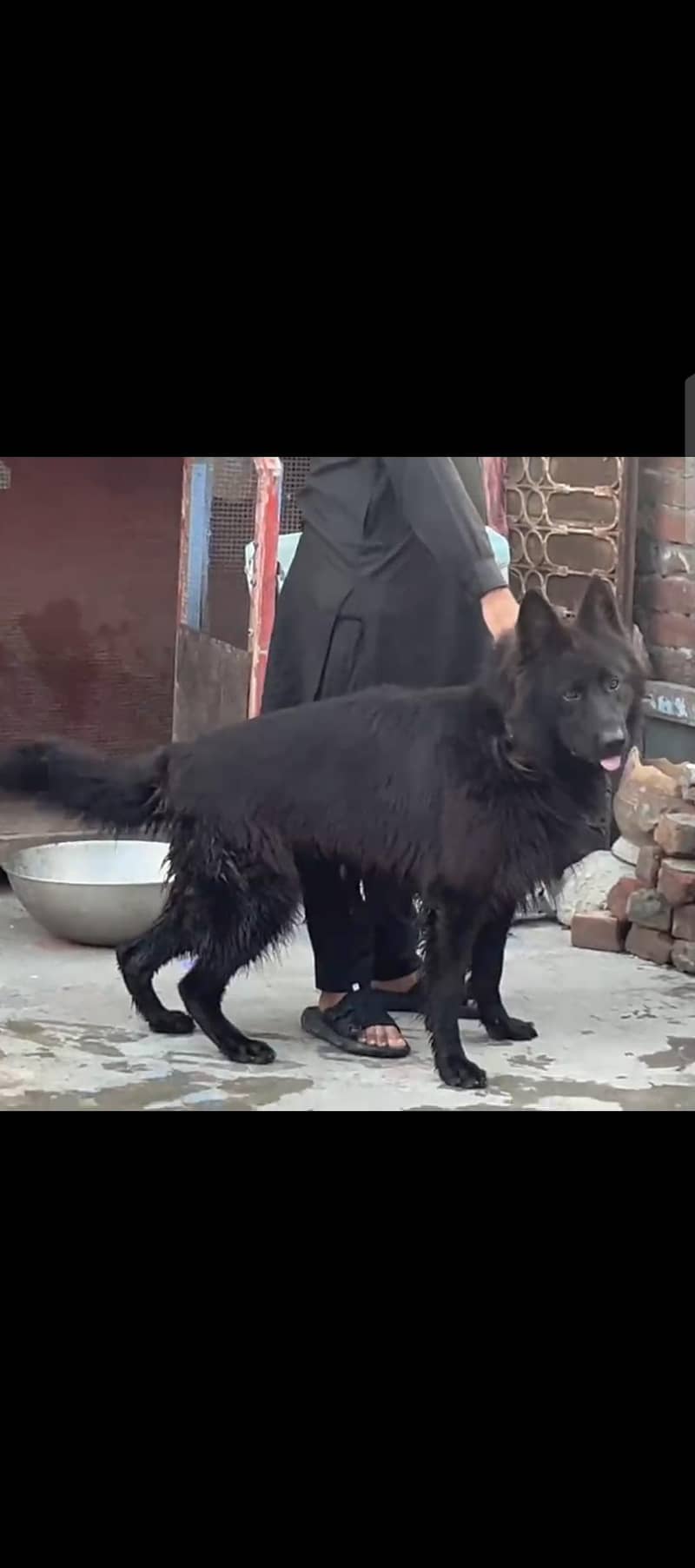German Shepherd 0