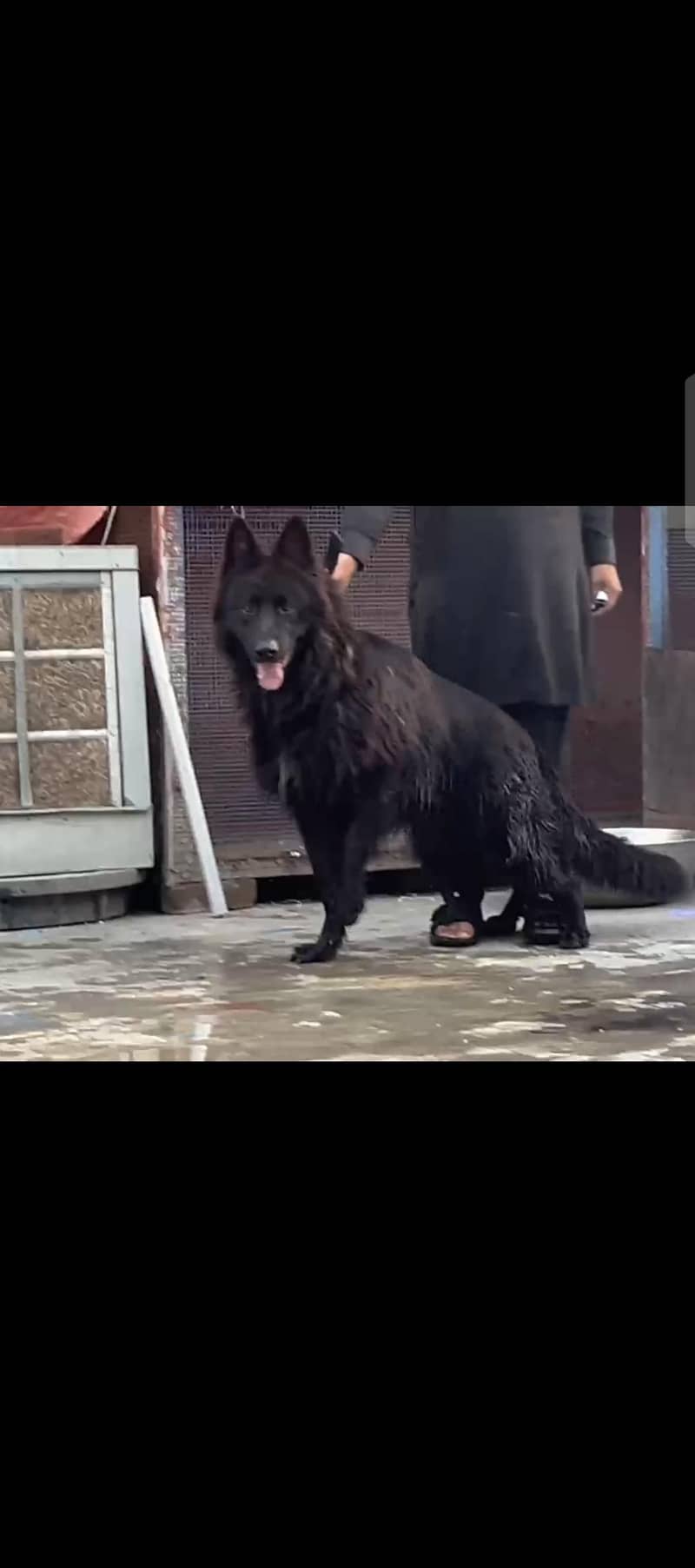 German Shepherd 1
