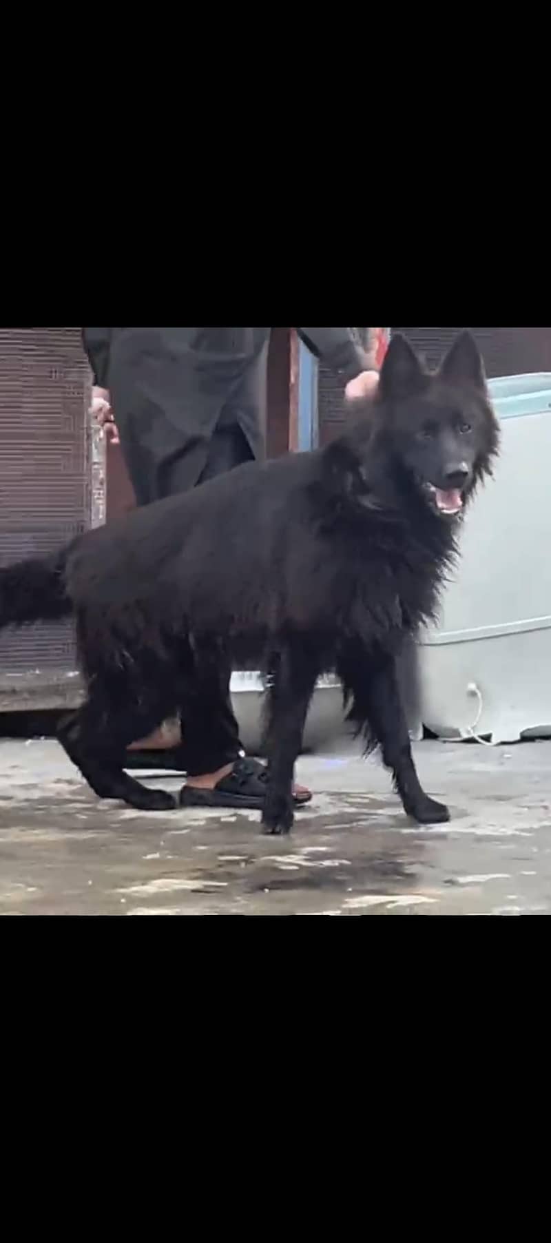 German Shepherd 2
