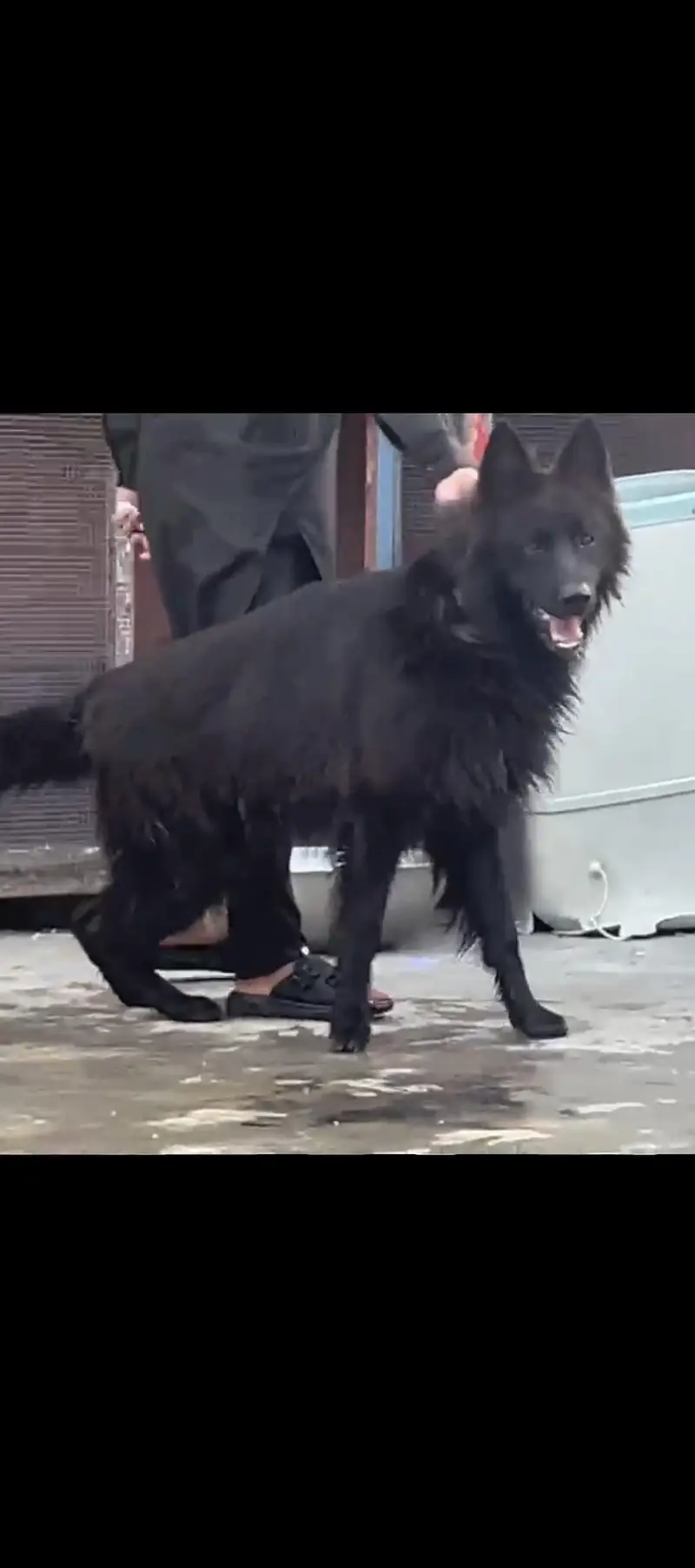 German Shepherd — photo 3