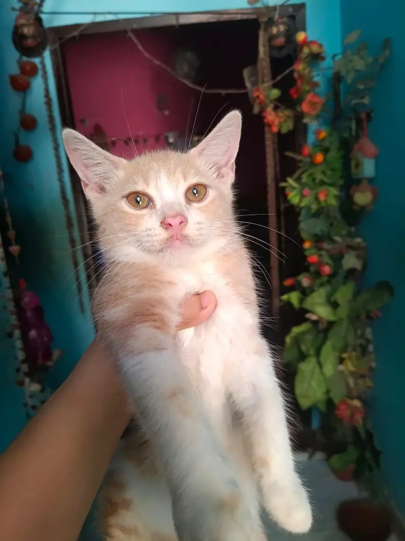 Persian cat or kitten — photo 3