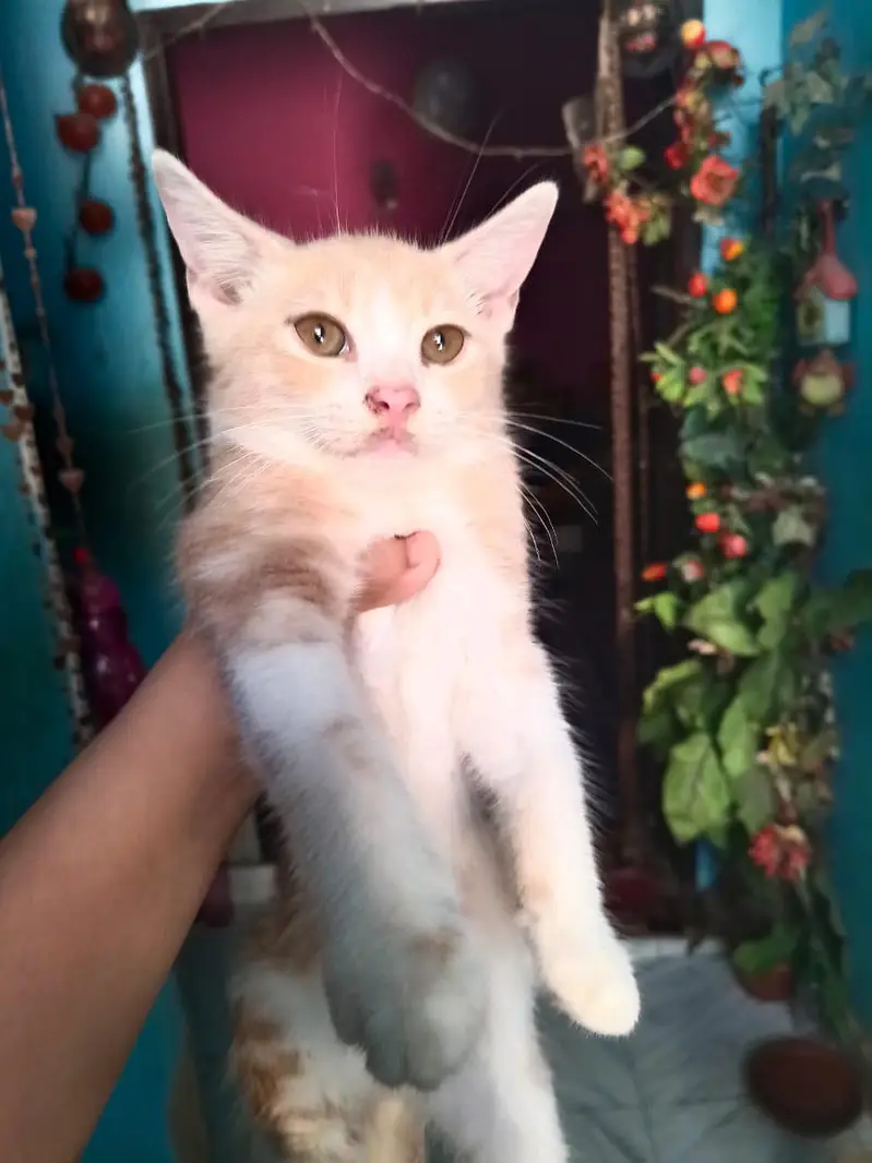 Persian cat or kitten — photo 5